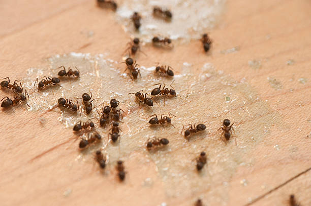 Best Pest Control for Businesses  in Laughlin Af, TX